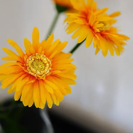 Casa Dos Lombos * ラゴア