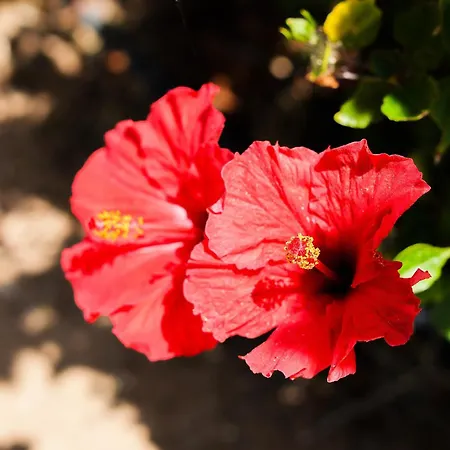 ヴィラ Casa Dos Lombos