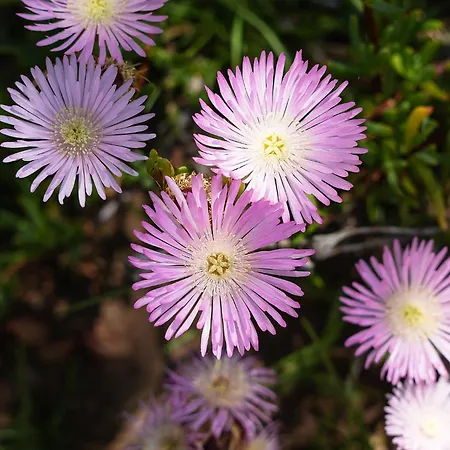 Casa Dos Lombos ヴィラ ラゴア