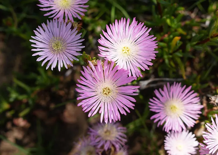 Casa Dos Lombos Vila Lagoa (Algarve)